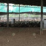10.ทำการล้างรางน้ำของเป็ด-และให้วิตามินในรางน้ำ
