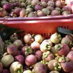 10.ผลผลิตมังคุดคุณภาพ