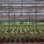 10.โรงเรือนปลูกไม้กระถาง-20-ไร่