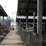 14.โรงเรือนเลี้ยงเป็ดไข่