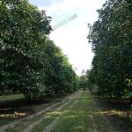 3.การบริหารจัดการสวนมังคุด