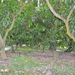 3.การปลูกต้นมะม่วงตามระยะของทางสวน