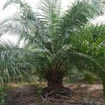 3.จัดการต้นปาล์มภายในสวน