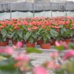 3.ดอกหน้าวัวมีชื่อหรูๆ-Flamingo-Flower-ดอกหน้าวัวสื่อถึงความสวยและความสง่างาม