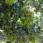 3.สวนเงาะ