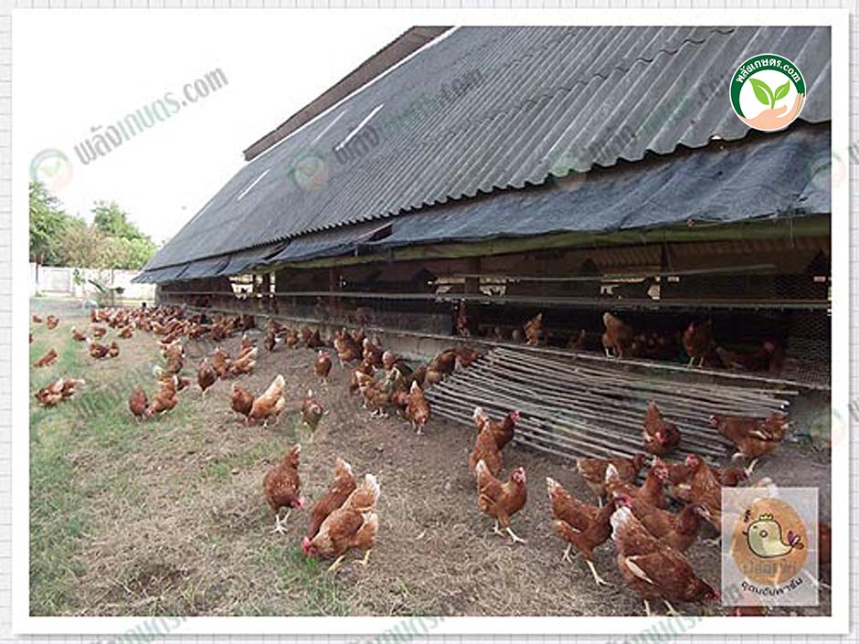 3.ไข่ไก่อินทรีย์ มาแรง ไก่ไข่อารมณ์ดี เลี้ยงแบบปล่อยไก่ ให้มีพื้นที่อิสระ
