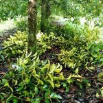 4.การตัดแต่งกิ่งมังคุดก่อนบำรุงต้น