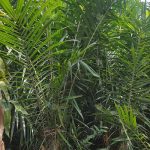 4.ต้นกล้าปาล์มน้ำมัน-อายุ-8-เดือน