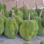 4.ทุเรียนพันธุ์นกหยิบ