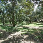 4.ผลทุเรียนร่วง-ติดผลได้ไม่ดี