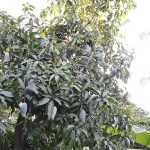 4.มะม่วงเขียวเสวยบนต้น