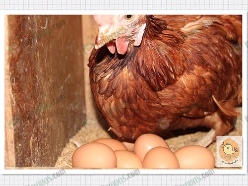 4.ระยะไก่ฟักไข่