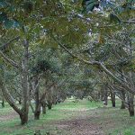 ต้นทุเรียนสมบูรณ์ มีใบยอดแก่