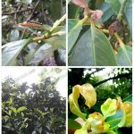 5.โรคและแมลงที่เกิดขึ้นในสวนมังคุด