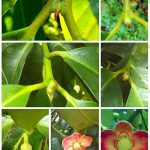 6.การแทงตาดอกตามธรรมชาติของมังคุด