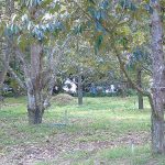 6.การให้น้ำด้วยระบบสปริงเกลอร์