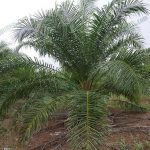 6.ต้นปาล์มพันธุ์สุราษฎร์ธานี-7-อายุ-6-ปี