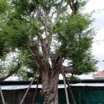 6.ต้นไม้ทุกต้นพุ่มสวยงาม-ให้ร่มเงา-และจัดไว้ตรงไหนของมุมบ้านก็ดูดีทุกสไตล์
