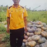 7.ผลผลิตฟักทองที่ปลูกในสวนปาล์มพร้อมส่งจำหน่ายสู่ภาคใต้