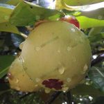 7.ผลมังคุดที่รอเก็บเกี่ยว