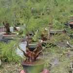 เทคนิคการปลูกเลี้ยงและการสร้างฟอร์ม ” สนทราย ” ไม้บอนไซ ดาวรุ่ง ไม้เงินล้าน