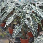 7.แก้วสารพัดนึก-Alocasia-ไม้มงคลที่ได้รัยความนิยมจากตลาดอย่างต่อเนื่อง