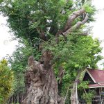 7.ไม้ใหญ่ทรงพุ่มสวย-โดดเด่นที่ขนาดลำต้นใหญ่กว่าไม้ทุกชนิดในร้าน