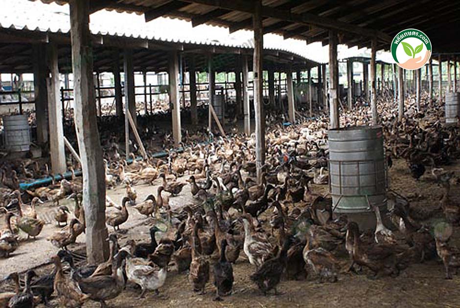 8.การทำ-ฟาร์มวัว-ควบคู่-ฟาร์มเป็ด-ได้-เนื้อโคขุน-ไข่เป็ด-ผลผลิตคุณภาพ-ส่งนอก