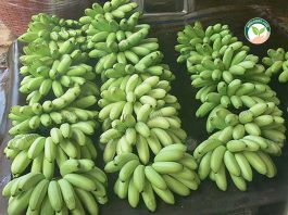 การปลูกกล้วยไข่ ไม้ทำเงิน ลงทุนน้อย ให้ผลผลิตเร็ว ปลูก6เดือน ก็เก็บผลผลิตได้
