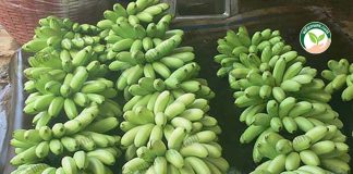 การปลูกกล้วยไข่ ไม้ทำเงิน ลงทุนน้อย ให้ผลผลิตเร็ว ปลูก6เดือน ก็เก็บผลผลิตได้