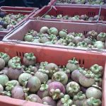 8.ผลผลิตมังคุดเพื่อการส่งออก