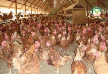 ฟาร์มออร์แกนิก ผลิต ไข่ไก่อินทรีย์ มูลไก่ เป็นอาหารปลา ส่งยุโรป