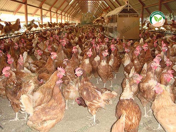 ฟาร์มออร์แกนิก ผลิต ไข่ไก่อินทรีย์ มูลไก่ เป็นอาหารปลา ส่งยุโรป