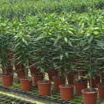 9.ลิลลี่-Lily-ดอกมีขนาดใหญ่-ทรงดอกสวยงาม-และมีกลิ่นหอม