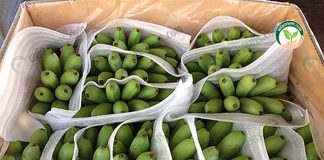 “ การปลูกกล้วยไข่ ” 46 ไร่ ที่เมืองจันท์ กำไร 400,000 บาท/เดือน