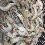 กุ้งในพื้นที่น้ำจืด
