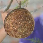 ปลูกด้วยขุยมะพร้าวจะช่วยให้รากเดินเร็ว-ต้นแข็งแรง-และเติบโตเร็ว