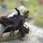 เมื่อขุดมาแล้วต้องสลัดดินที่ติดมากับรากออกให้หมด