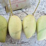 สวนมะม่วง ดีเด่น พื้นที่5ไร่ ให้ผลผลิตกว่า10ตัน/ปี ทั้งในและนอกฤดู เน้นเก็บผลสุก