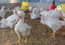 เลี้ยงไก่อินทรีย์ ออร์แกนิคฟาร์ม ต้นแบบปศุสัตว์ทางเลือก ได้ไข่และไก่คุณภาพ