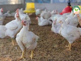 เลี้ยงไก่อินทรีย์ ออร์แกนิคฟาร์ม ต้นแบบปศุสัตว์ทางเลือก ได้ไข่และไก่คุณภาพ
