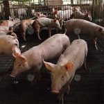 14.เล้าหมูพันธุ์