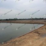 2.บ่อกุ้งที่ใช้เลี้ยงกุ้งขาวและกุ้งก้ามกราม