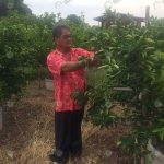 2.ผลผลิตมะนาวน้ำหอมพันธุ์ทูลเกล้าฯ