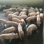 3.หมูขุนในเล้า