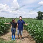 3.แปลงข้าวโพด-บริษัท-กมลรัตน์รุ่งเรืองฟูตส์-จำกัด