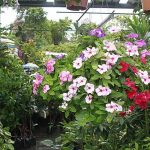 3.ไม้แขวน-แพงพวยดอกสวย-สำหรับบ้านที่มีพื้นที่น้อย