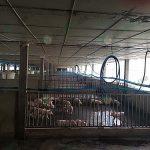 4.โรงเรือนหมูขุน