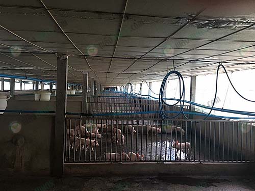 4.โรงเรือนหมูขุน