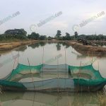 5.กระชังใช้ในการเพาะชำลูกกุ้ง